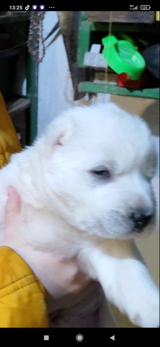 Цуценята Середньоазіатської вівчарки .