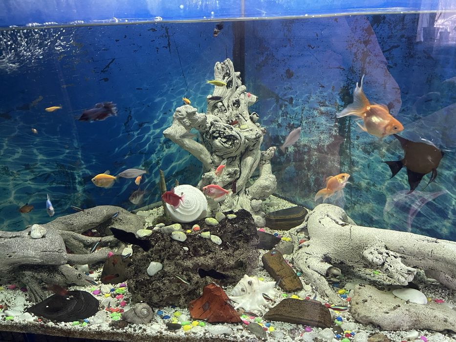 Продам аквариум на 500 литров угловой с тумбой