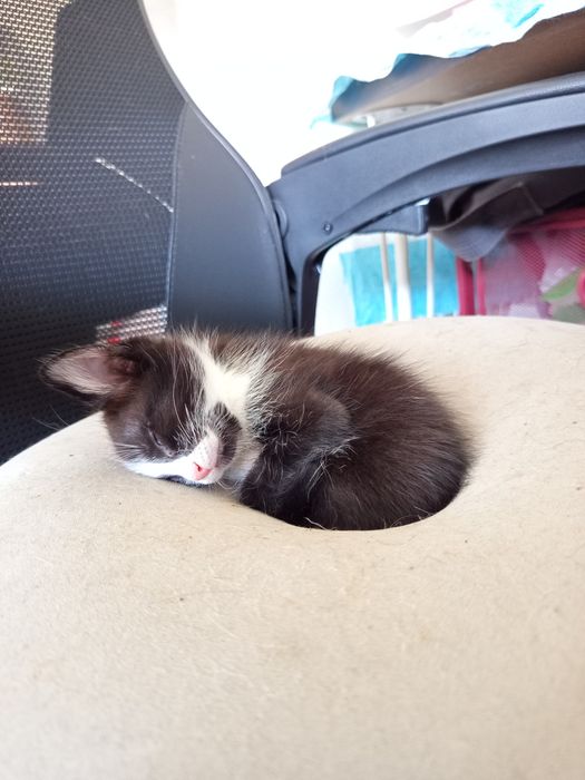 Dou gatinhos com cerca de mês e meio