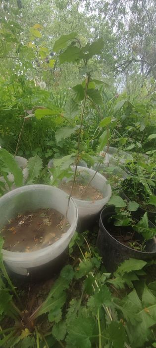 Фундук Косфорт в горшках