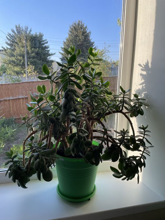 Толстянка/ Крассула, денежное дерево