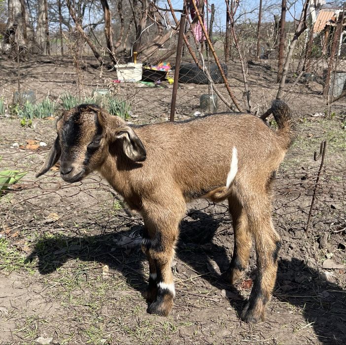 Козенята продам % нубійці