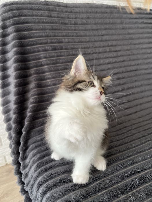 Хлопчик Мейн кун