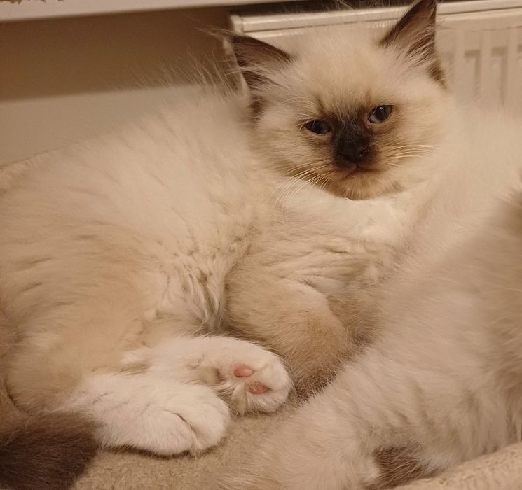 Kotek ragdoll piękny gotowy do zmiany domku