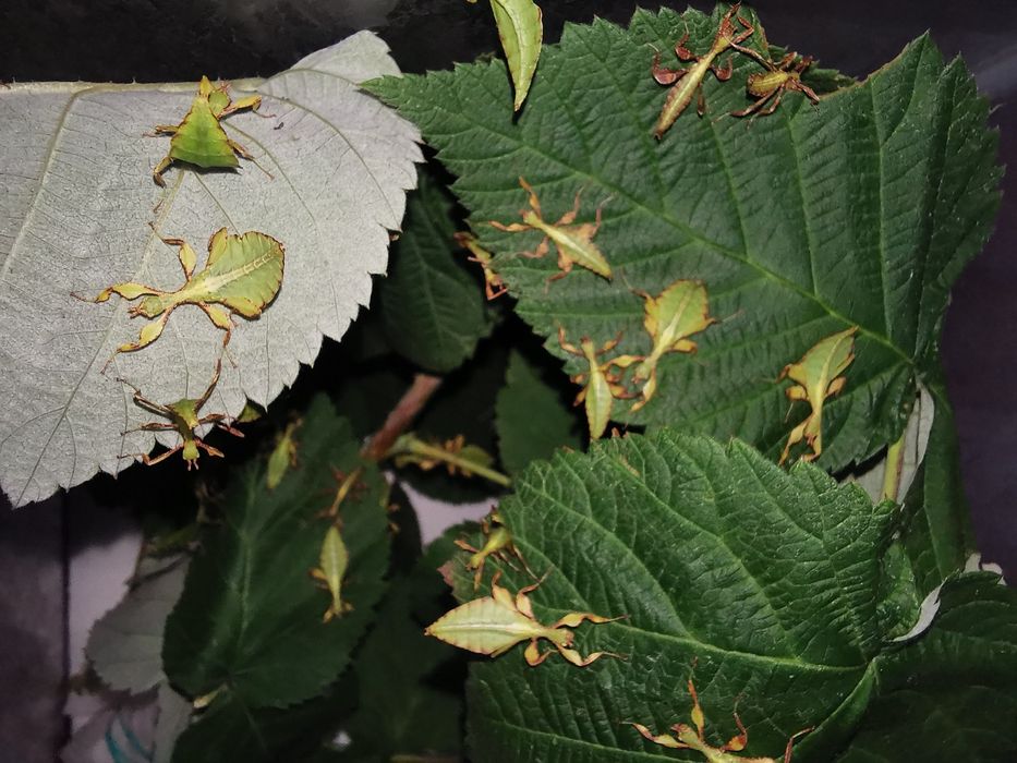 Phyllium Letiranti Tataba, liśćce Tataba