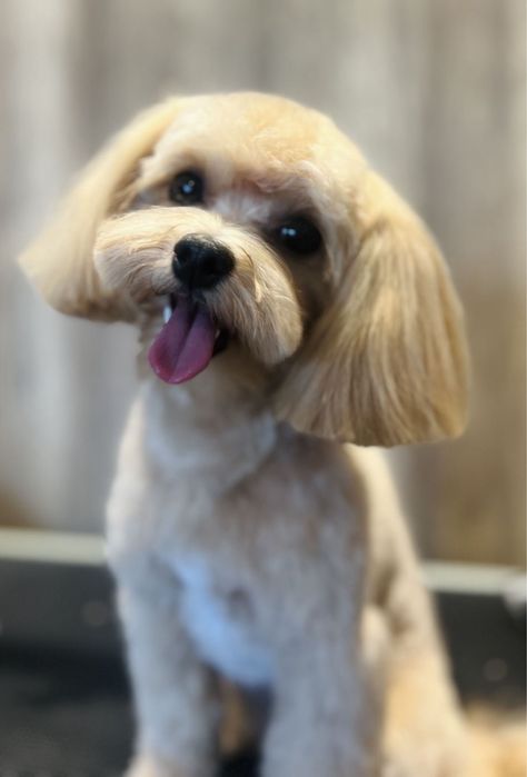 Kurs groomerski indywidualny Sosnowiec Hau Hau Look