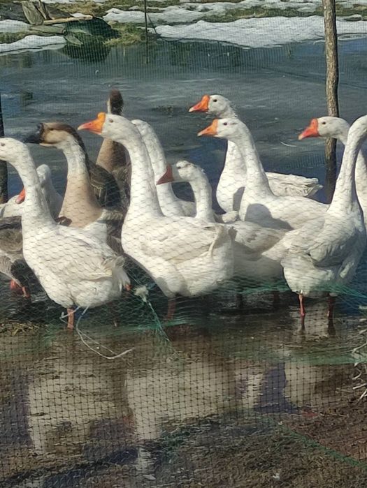 Гуси молоді,домашні,пара 1300.