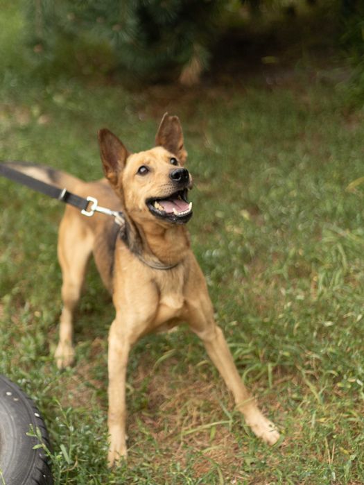 Piesek do adopcji MILO