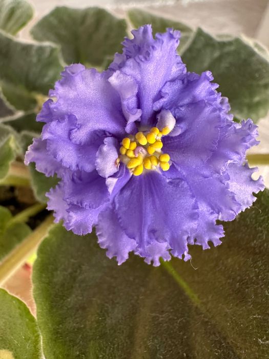 Квіти фіалка листочки