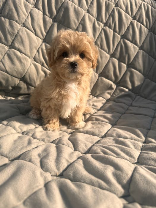 Міні дівчинка мальтіпу-чарівне дитя