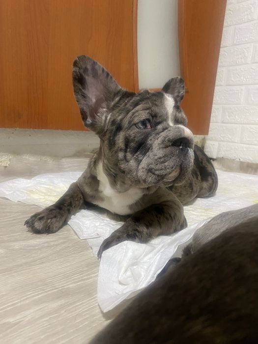 Біг роб (дівчинка)