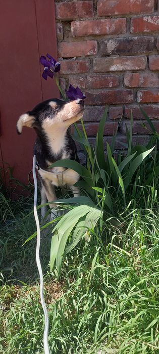 Цуцик в добрі руки