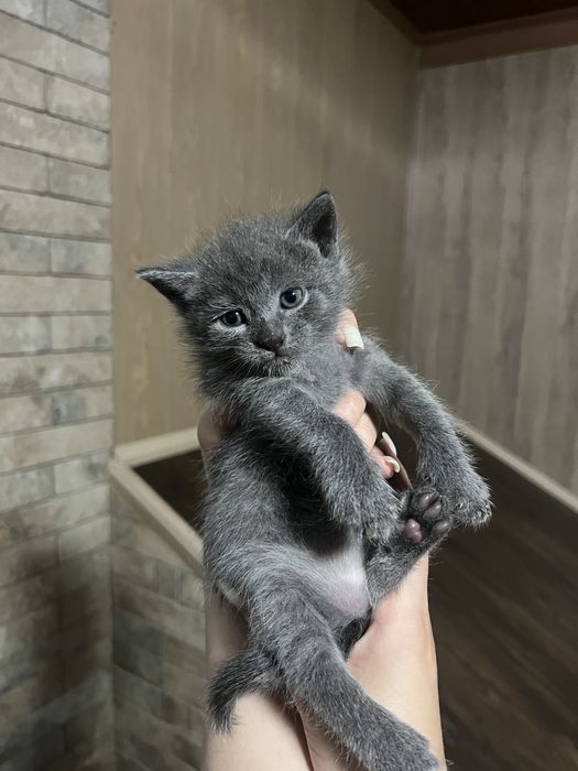 Віддам кошенят (2  дівчинки 1 хлопчик)