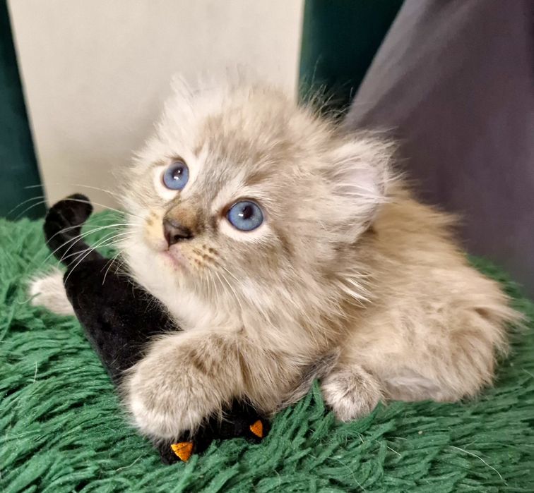 Curl American kocurek pręgowany z chabrowymi oczkami