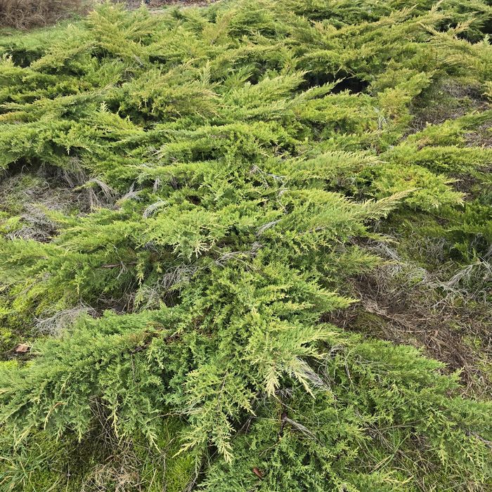 Jałowiec płożący 100 cm zolty promocja  zielony wolsztyn