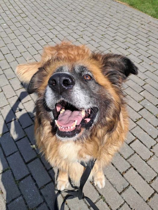 Lumi do adopcji!!