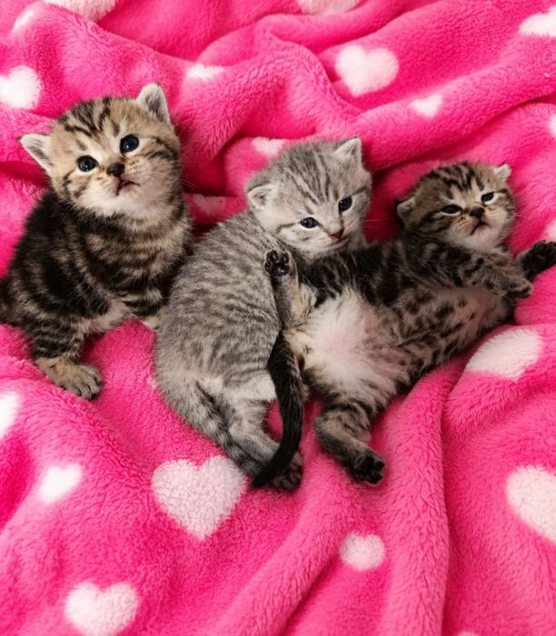 Котята шотландские вислоухие