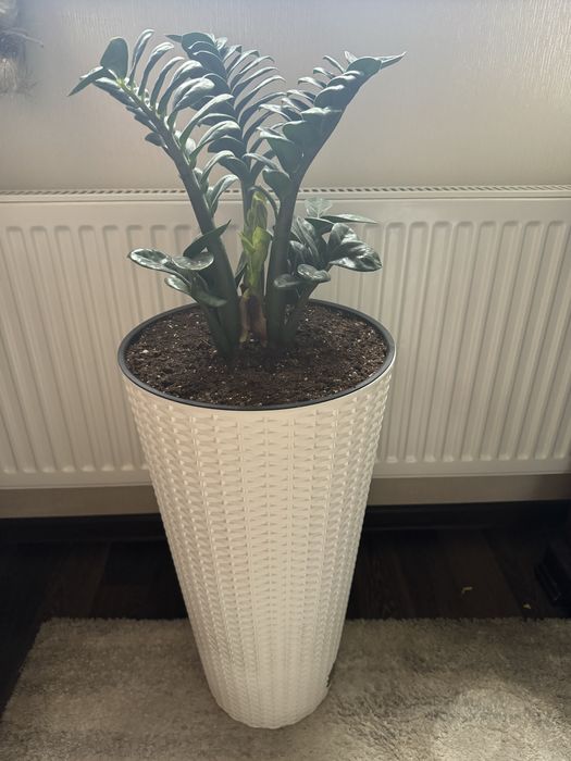 Заміокулькас Зензі