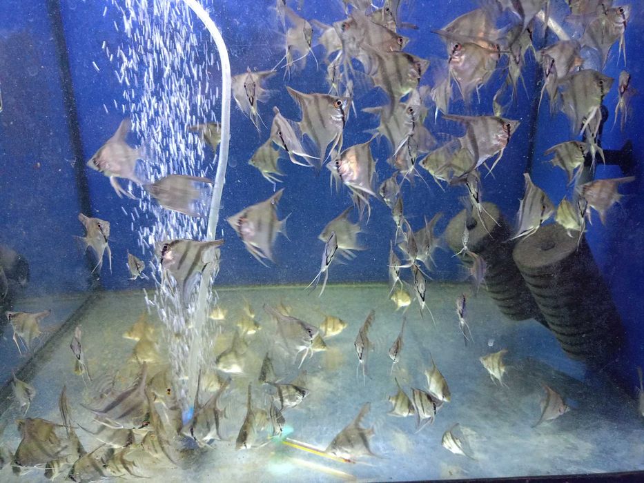 Skalar standart młode