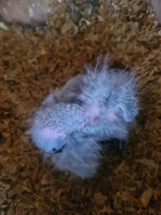 Loris para criar a mão