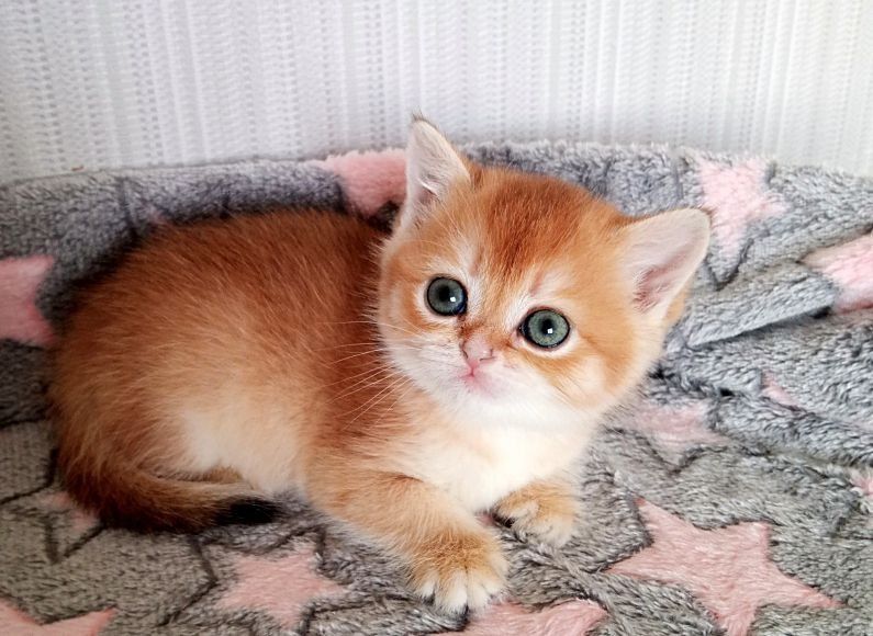 Золота шиншила, неймовірна малишка