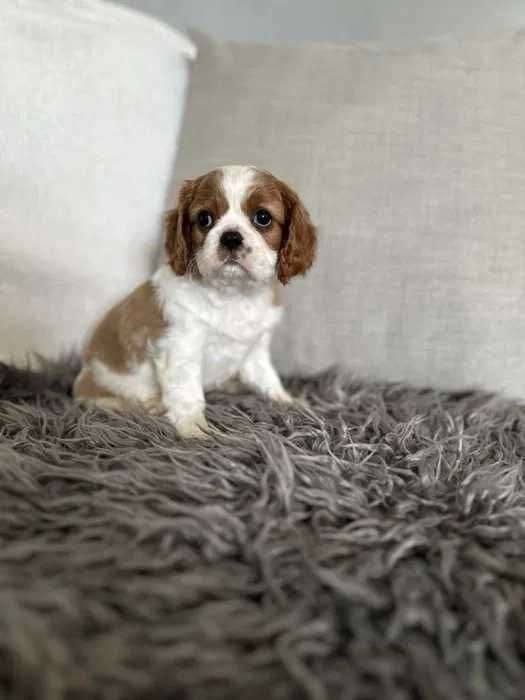 Cavalier King Charles