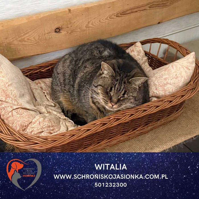 Witalia do adopcji Schronisko Jasionka