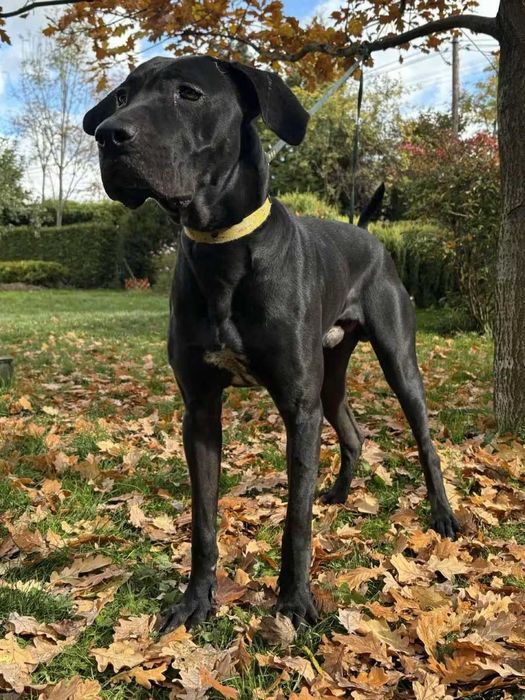 Rumor w typie doga niemieckiego szuka domu