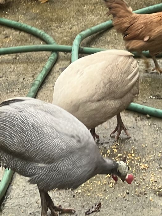 Fracas/Galinhas de Angola