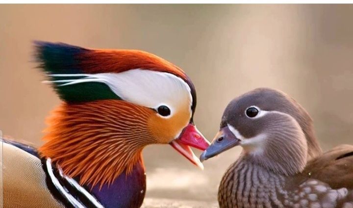 Patos mandarins e carolinos