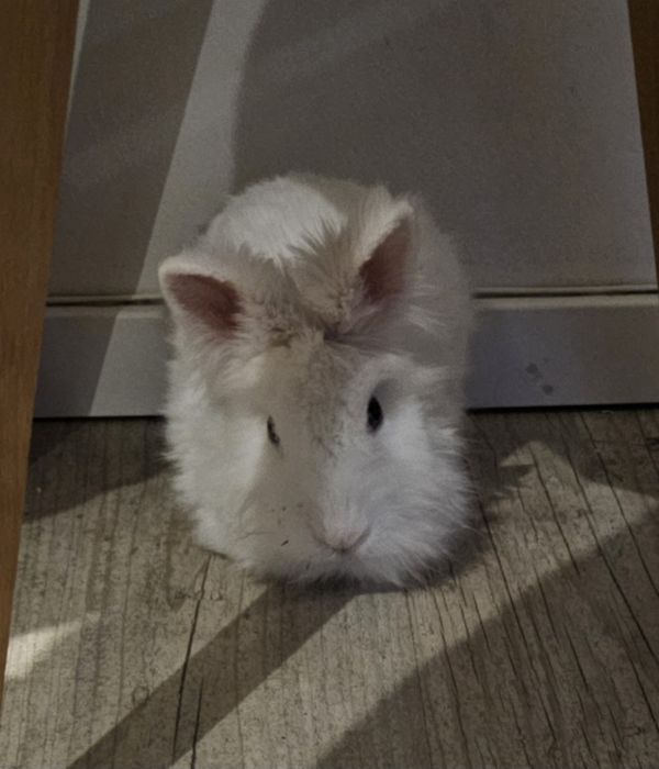Królik szuka nowego domu