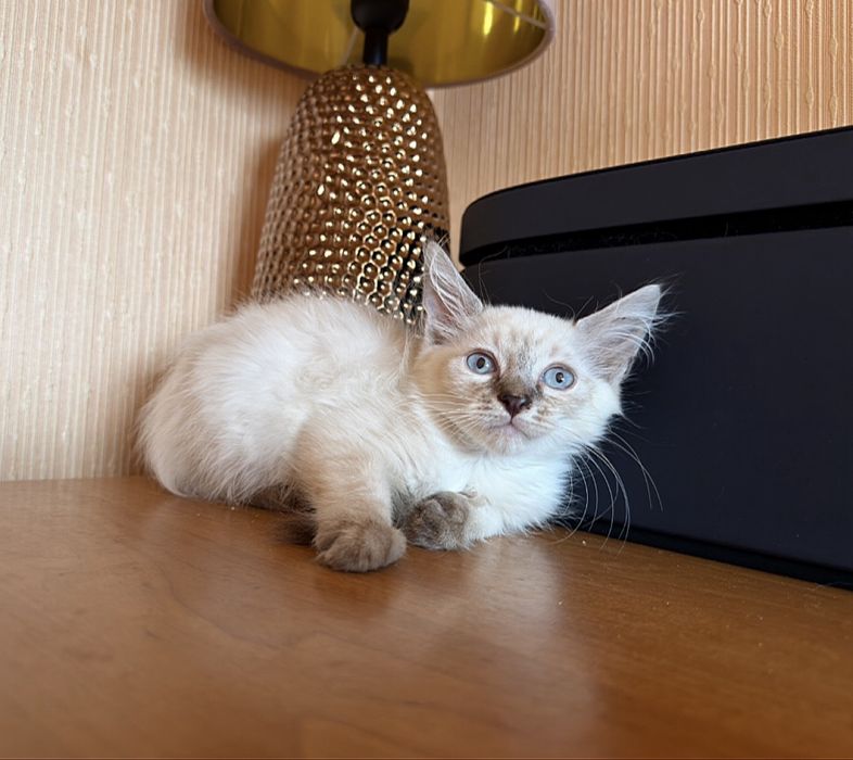 Балинезийские котята )