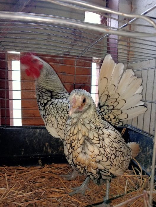 Sprzedam kurki sebrytki srebrne para