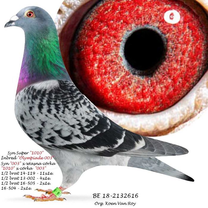 Top int. "Olympiade 003"