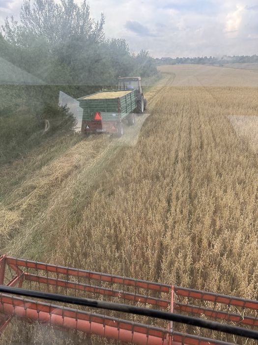 Owies ze zbuoru 2025