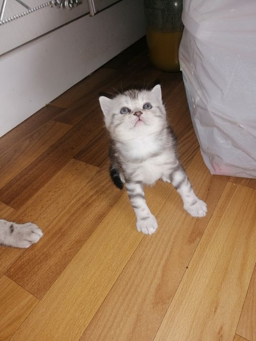 Шотландський хлопчик