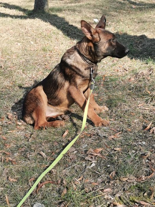 Owczarek Belgijski  stróżak