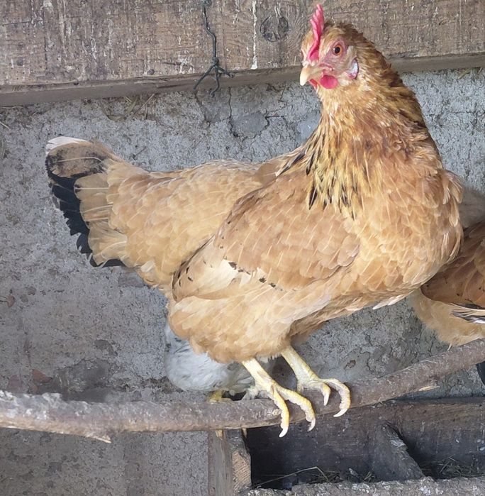 Um macho garnizo e duas femeas de garnizas