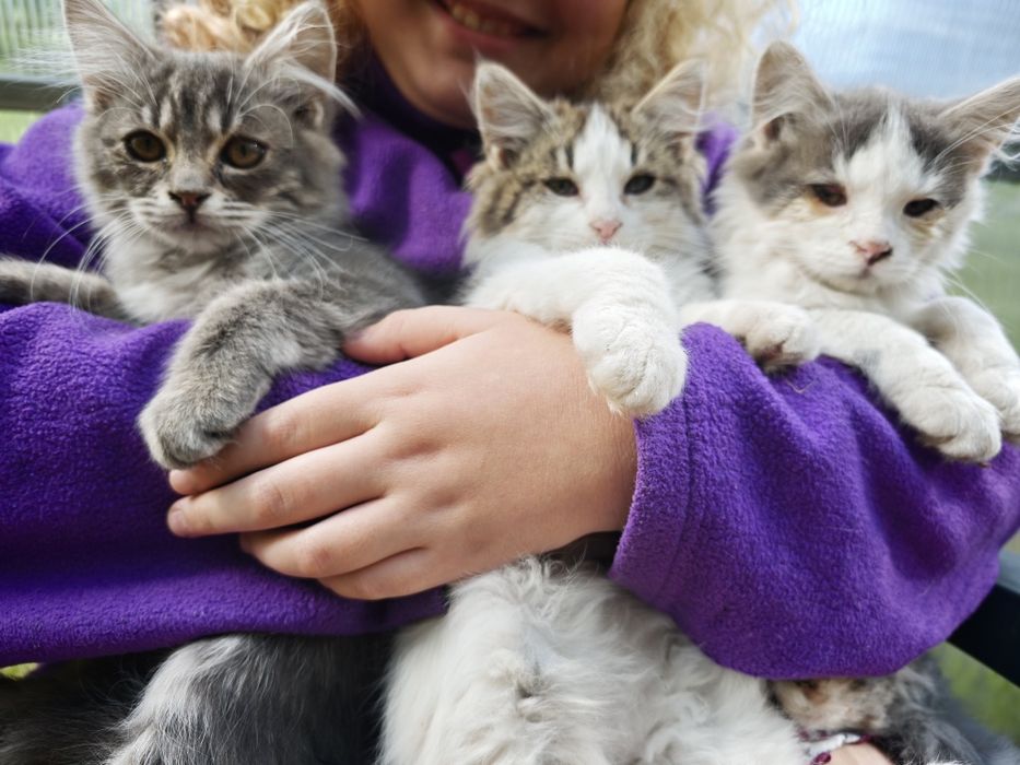 котики кошенята коти
