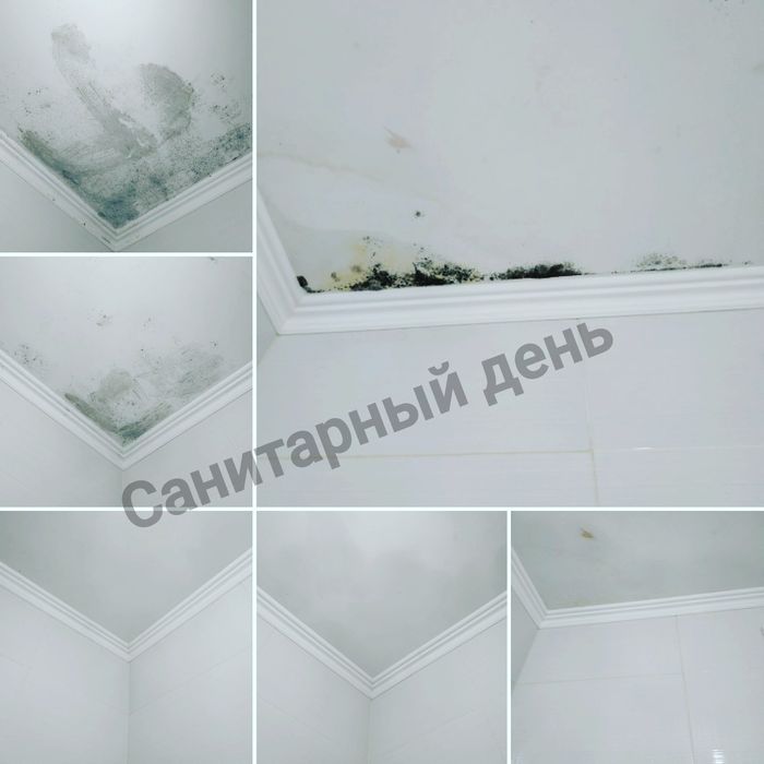 УДАЛЕНИЕ ПЛЕСЕНИ Знищення плісняви грибка Удалить Вывести плесень