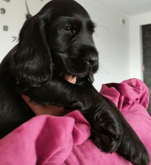 Wyjątkowej urody piesek rasy Cocker spaniel