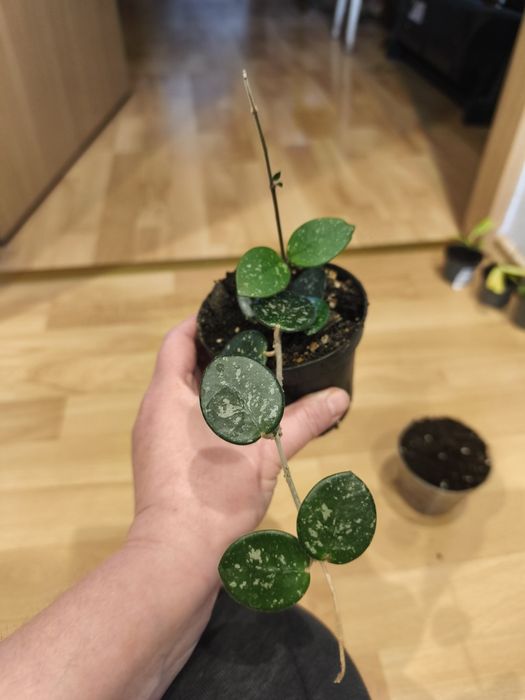 Hoja hoya zestaw wilbur graves krinkle 8 mathilde