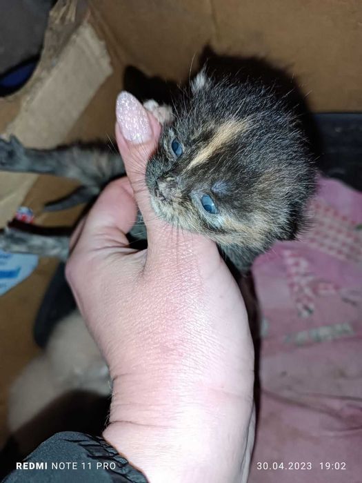 Отдам красивых котят!1,5 мес