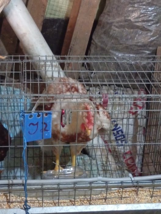 Galinhas e patos