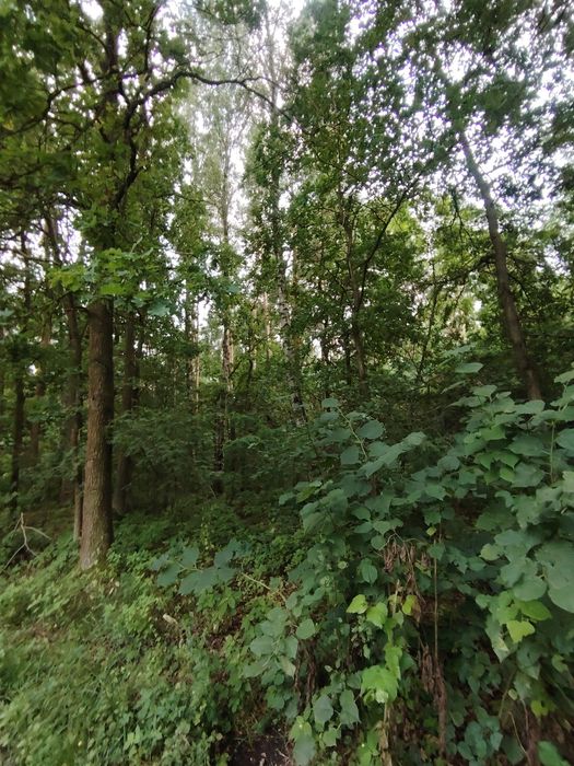 Las na sprzedaż Wielkopolskie