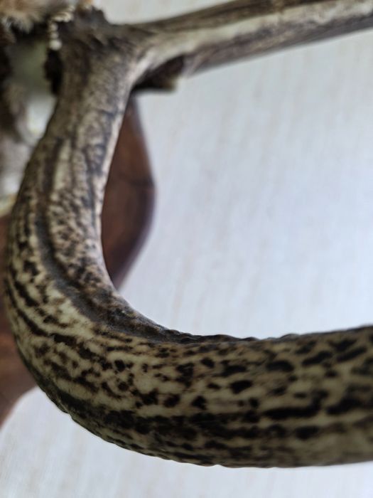 Коллекционные рога оленя.