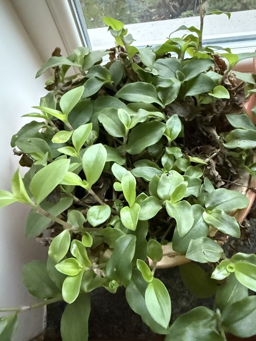 Традесканція пурпурова