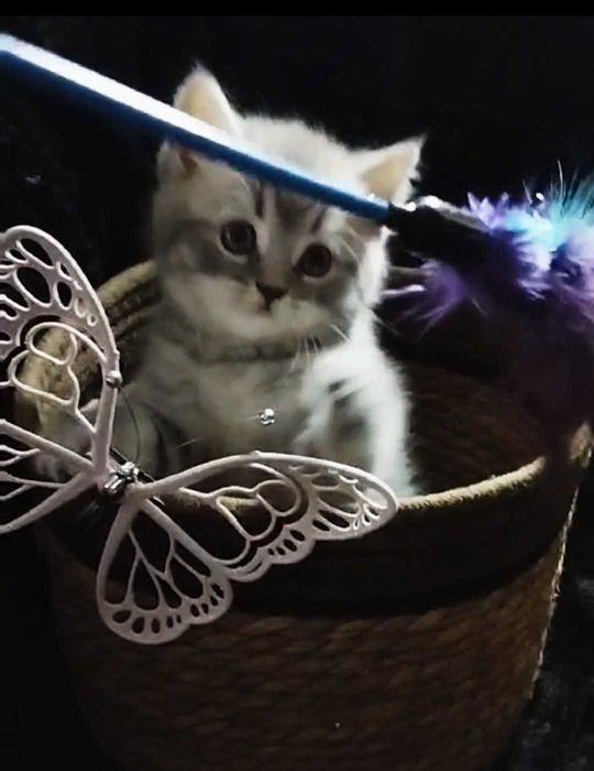 Шотландская Вискасная девчуля