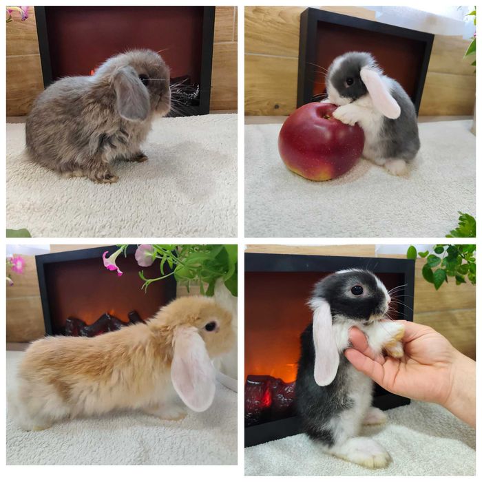 Mini Lopy baranki królik karzełek sjamski.Hodowla zarejestrowana KZHK