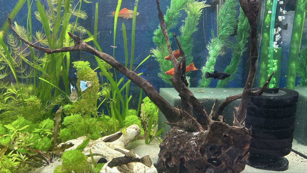 Akwarium 240 l z pełnym życiem